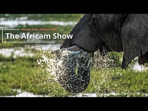 The Africam Show | August 31