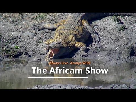 Winter Wildlife | The Africam Show