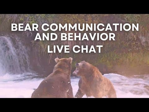 Bear Communication and Behavior | Brooks Live Chat