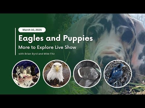 Eagles and Puppies | More to Explore Live Show