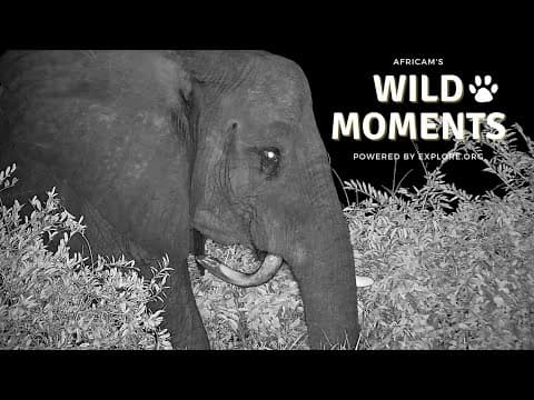 Strange Elephants And A Hunting Heron | Wild Moments