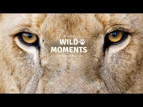 The Africats | Wild Moments