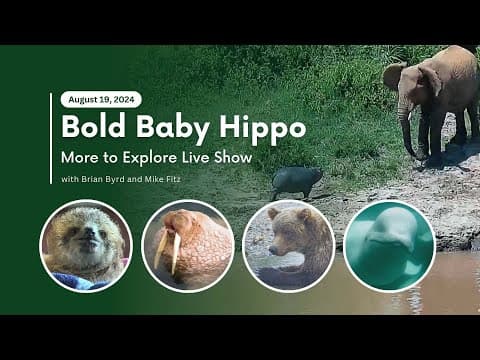 Bold Baby Hippo | More to Explore Live Show
