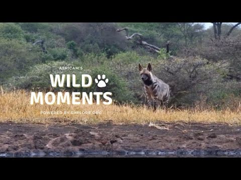 Hyenas, Porcupines & Birds | Wild Moments Show | February 22