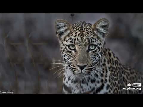 The Africam Show | Best African Animal Highlights of 2021