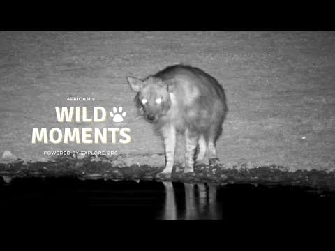Wild Dogs & Hyena | Wild Moments | August 29