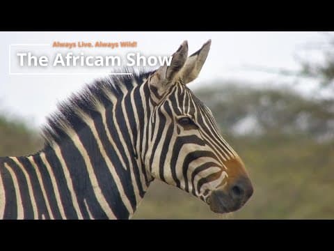 Zebra, Wildebeest and Giraffe | The Africam Show