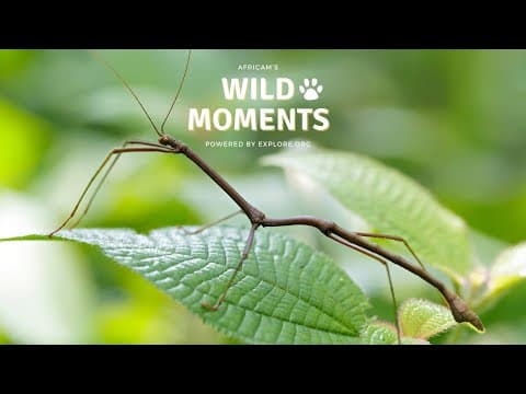 Interesting Insects | Wild Moments