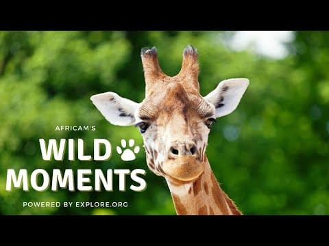 "Wild Moments" Episode 1 with James Hendry | Africam Shows