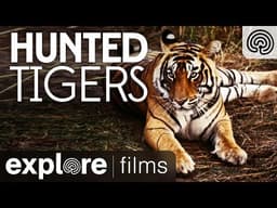 Hunted Tigers | Explore Films