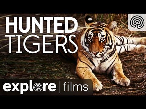 Hunted Tigers | Explore Films