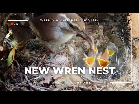 New Wren Nest | More to Explore