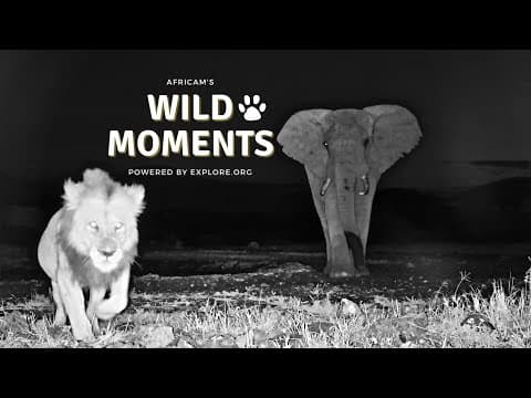Elephants And Other Animals | Wild Moments