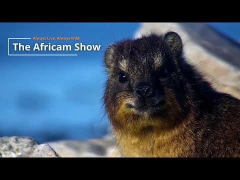 Elephants & Small Mammals | The Africam Show | July 29