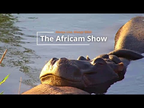 Hippo, Birds & Elephants | The Africam Show