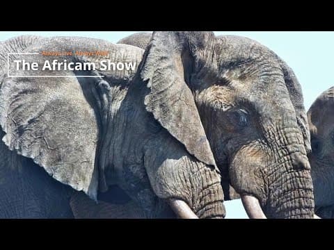 World Elephant Day | The Africam Show | August 12