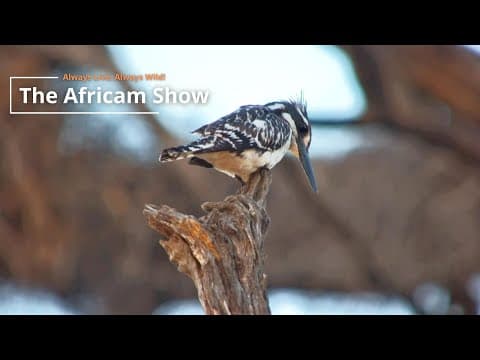 Birds & Buffalo | The Africam Show | July 23