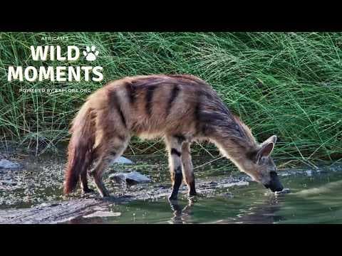 Aardwolf, Elephants & Buffalo | Wild Moments | February 12