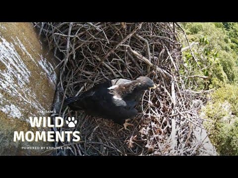 New Black Eagle Nest | Wild Moments | March 6