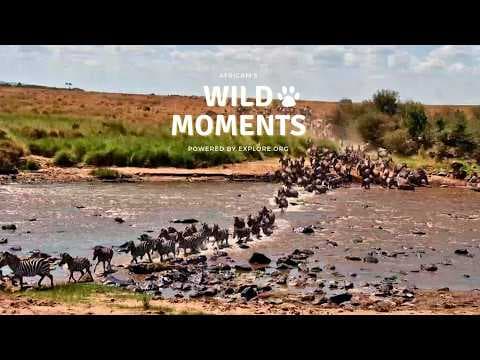 Zebra River Crossings: Best Highlights of the Week (June 18) | Wild Moments