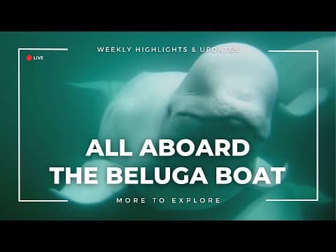 All Aboard the Beluga Boat | More to Explore