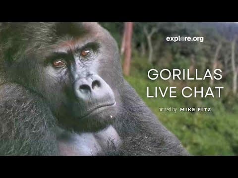 Protecting Endangered Gorillas Among Disease and Unrest | Live Chat