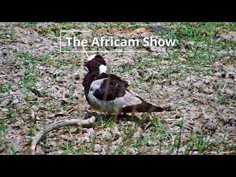 Birds & Elephants | The Africam Show