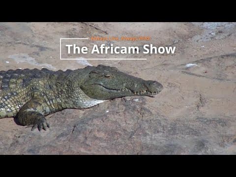 Reptiles and Elephants | The Africam Show | June 25