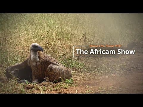 Elephants, Giraffes and Zebras Together at the Water Hole | The Africam Show