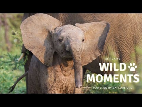 Best Weekly African Animal Highlights | Wild Moments Episode 3