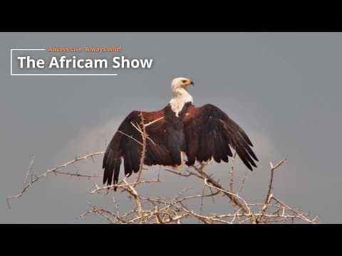 Green Season | The Africam Show | January 14