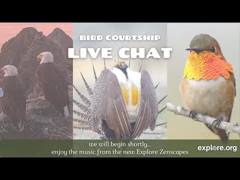 Bird Courtship in Bald Eagles, Hummingbirds & Grouse | Live Chat With Mike Fitz