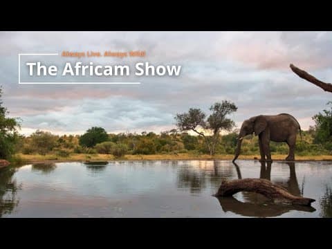 Antelope and Elephants | The Africam Show | May 21