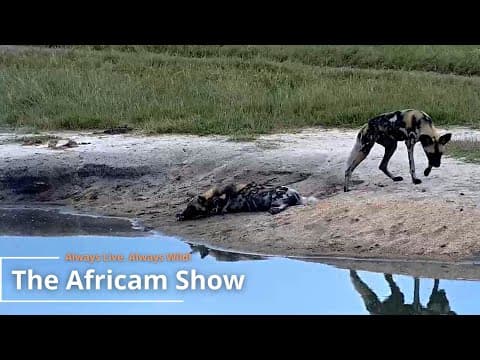 Antelope, Elephants & Birds | The Africam Show