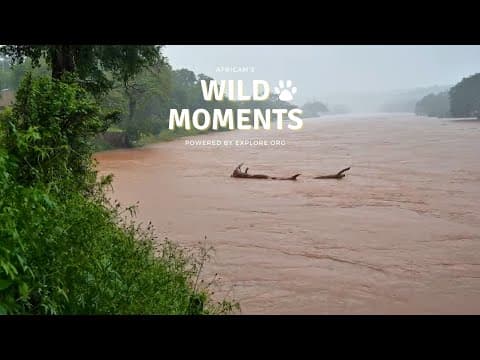 Wild Weather! | Wild Moments | January 15