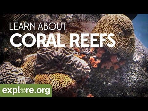 Learn about Coral Reefs with Christine Ball - Live Chat
