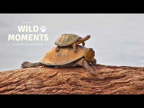 Cats, Terrapins & Hippos | Wild Moments | March 26