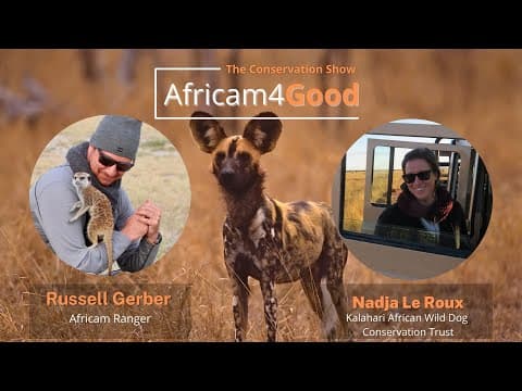 Africam4Good - Wild Dog Conservation with Nadja Le Roux