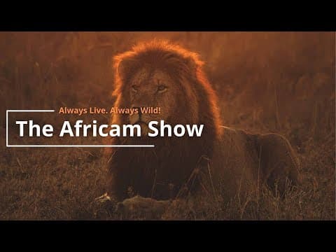 The Africam Show | World Lion Day