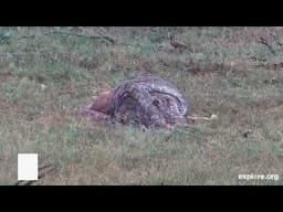 Python Impaled While Trying to Eat an Impala