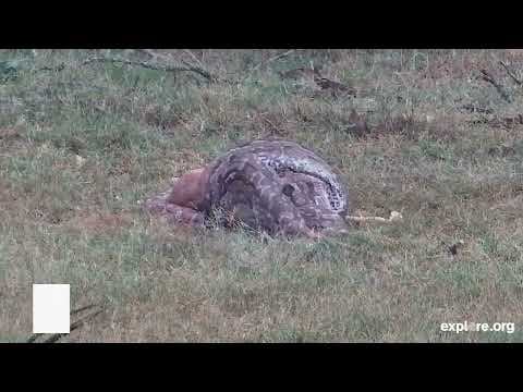Python Impaled While Trying to Eat an Impala