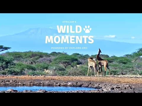 Wild Moments | January 11, 2024