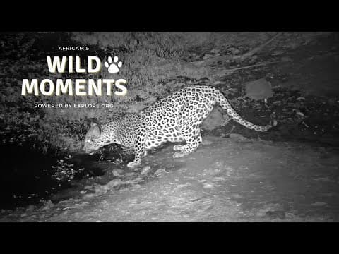 Leopards, Mongoose & Hyena Moments | Wild Moments