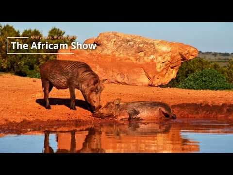 Warthogs & Hippos | The Africam Show | March 24