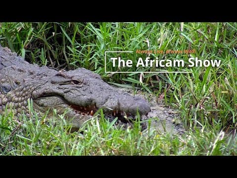 Reptiles & Birds | The Africam Show | April 9