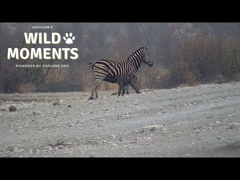 Zebra Foal Rescue | Wild Moments | September 19