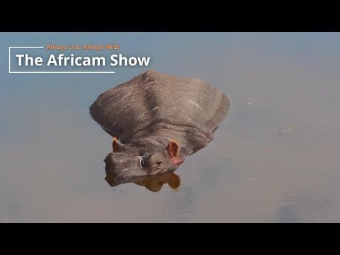 Hippo & Elephants | The Africam Show | September 10
