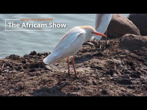 Birds & Giraffe | The Africam Show | October 29