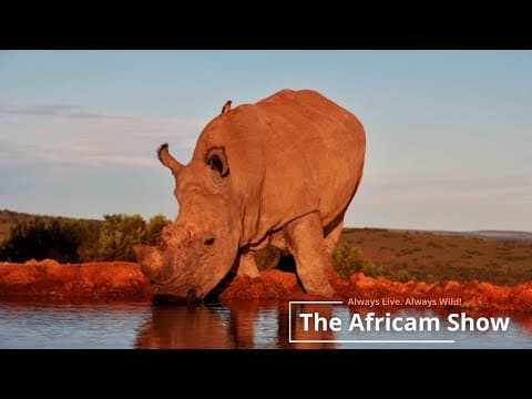 Rhinos And Reptiles | The Africam Show | July 16