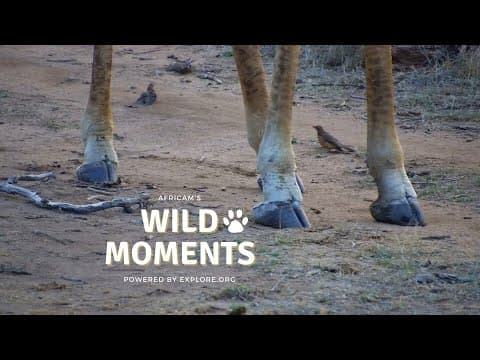 Injuries, Nests & Fights | Wild Moments
